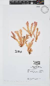 Plocamium corallorhiza image