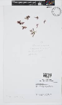 Champia compressa image