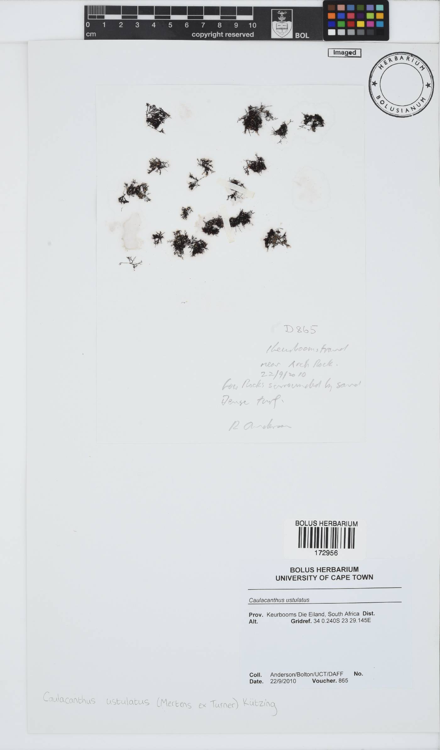 Caulacanthus ustulatus image