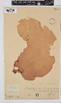 Pachymenia ulvoidea image