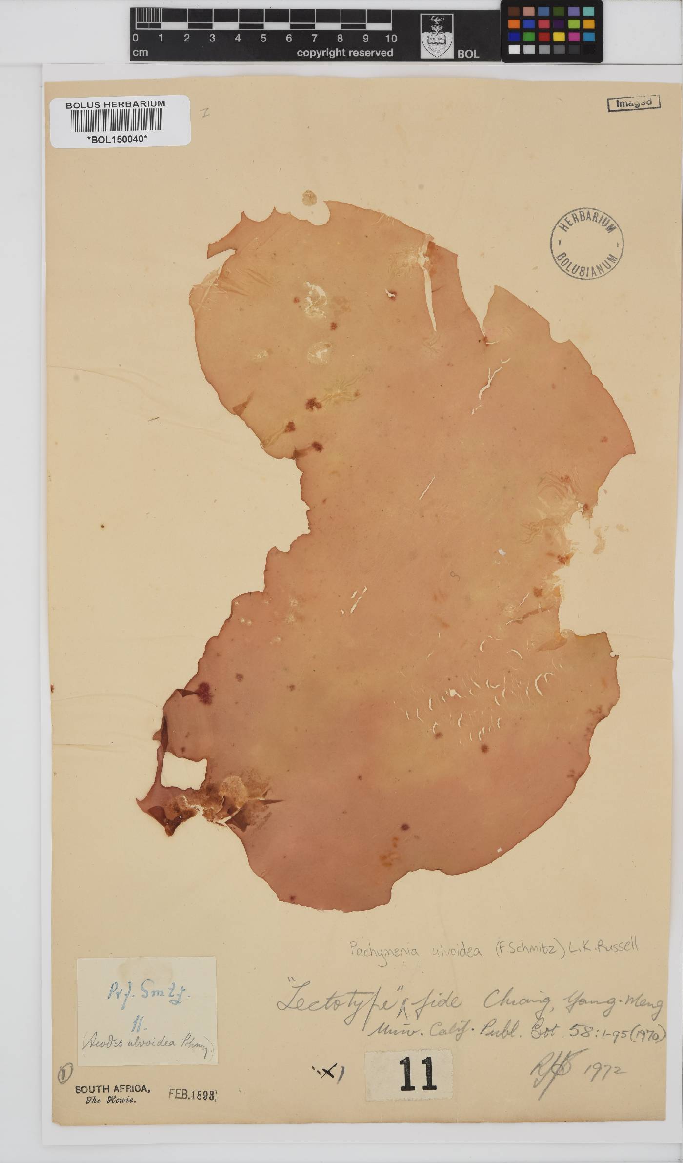 Pachymenia ulvoidea image