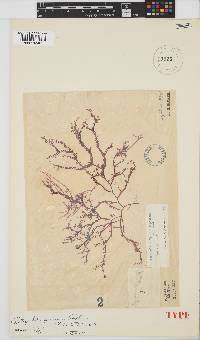 Botryocladia pienaarii image