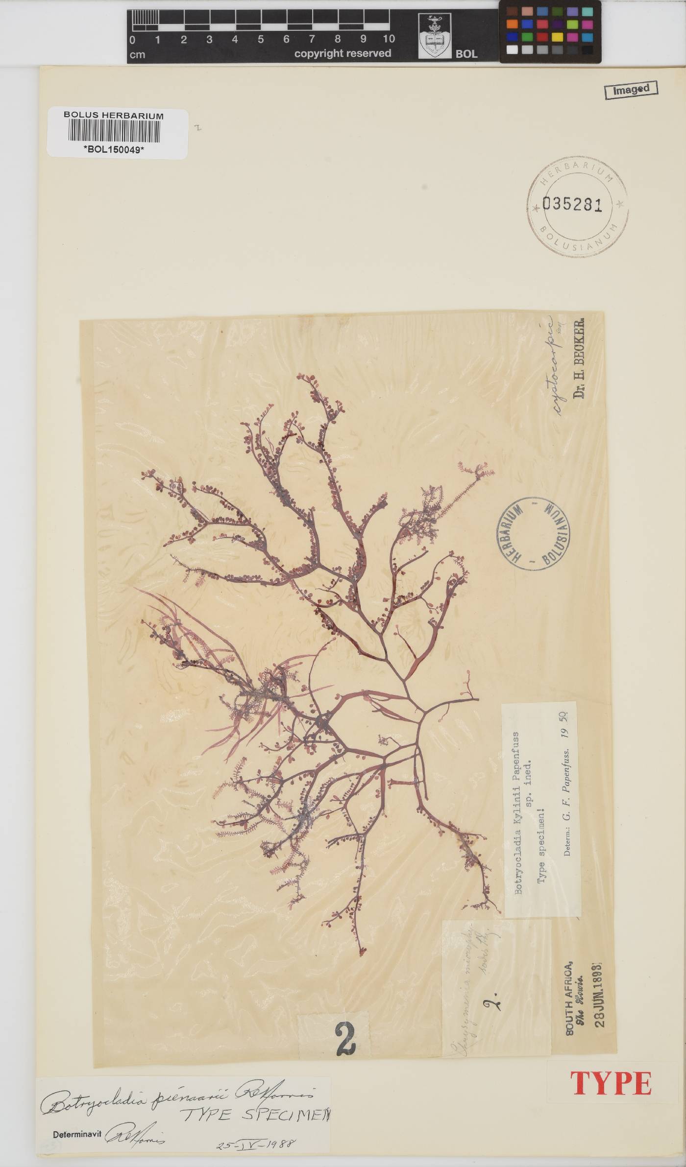 Botryocladia pienaarii image