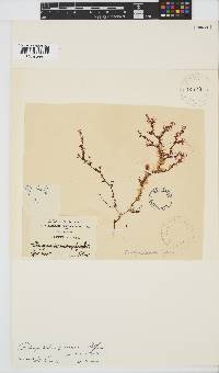 Botryocladia pienaarii image