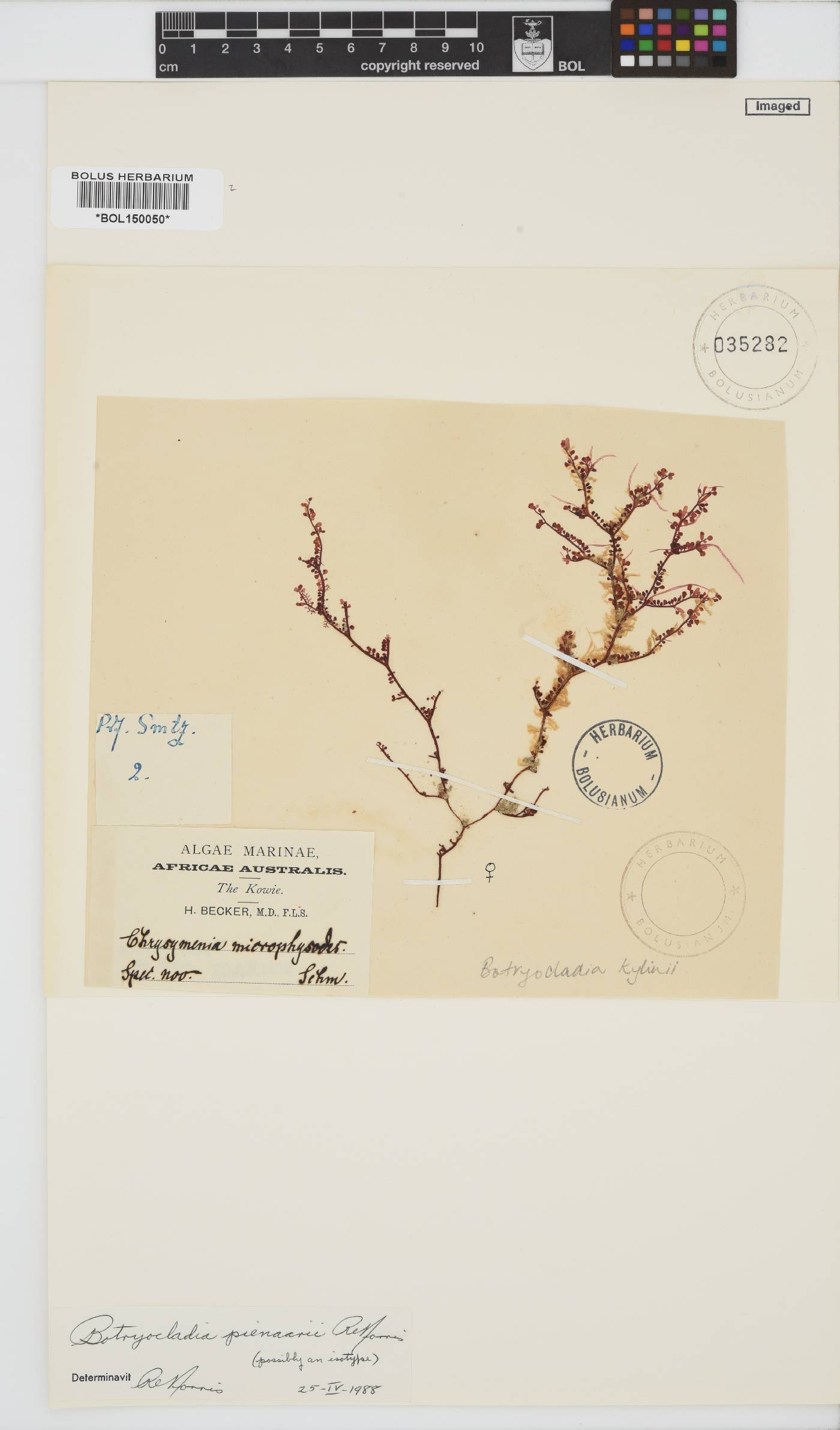 Botryocladia pienaarii image