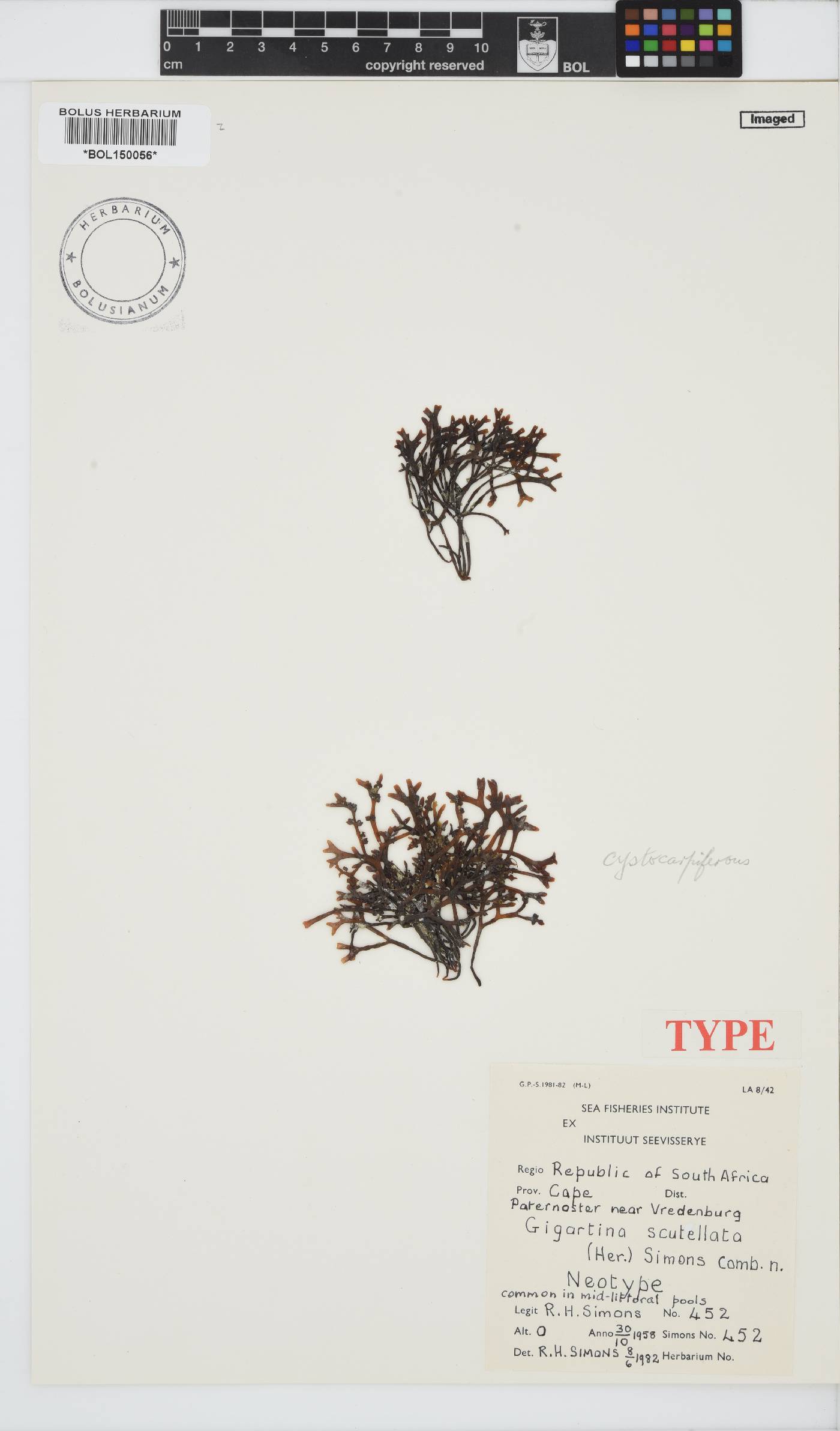 Sarcothalia scutellata image