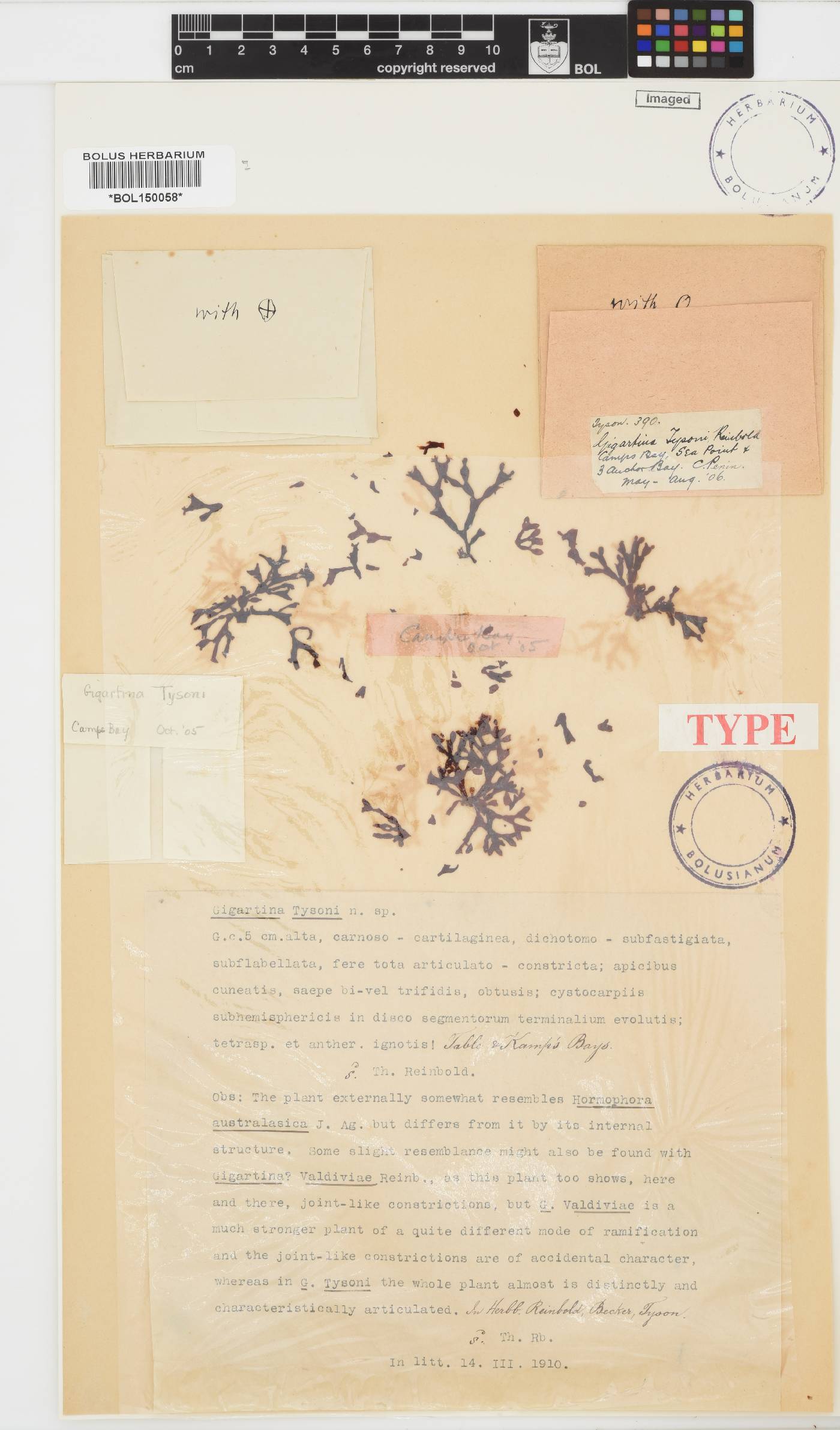 Gigartina tysonii image