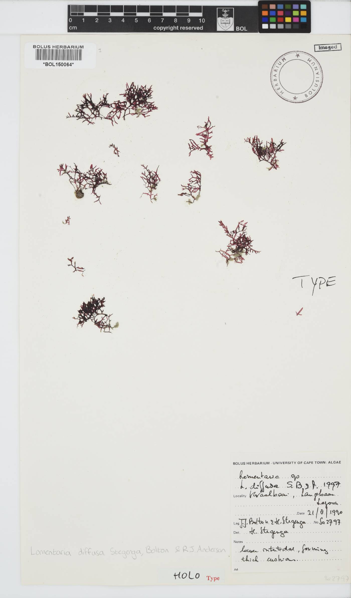 Lomentaria diffusa image