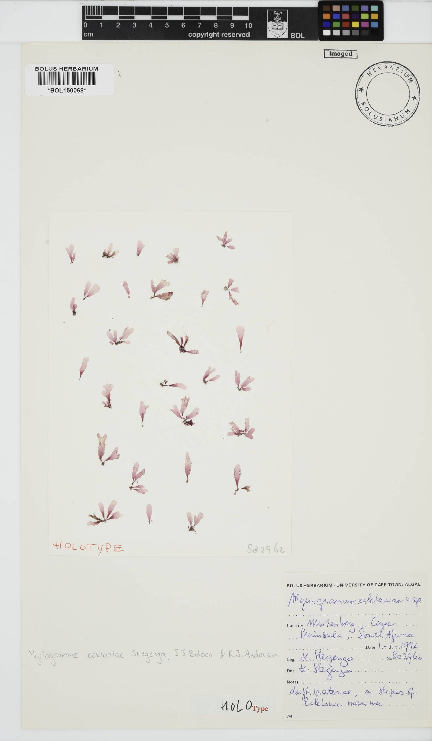 Myriogramme eckloniae image