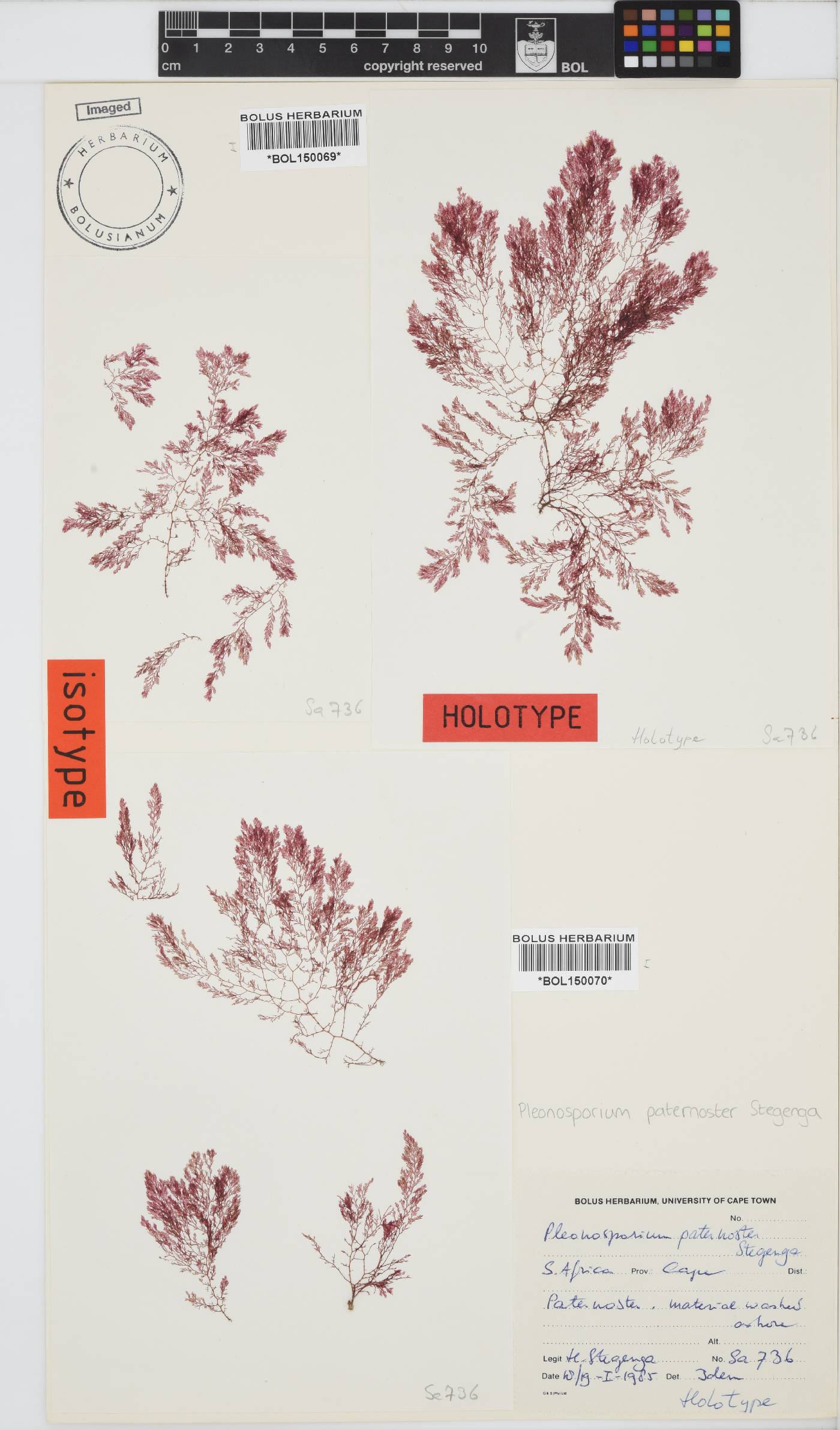 Pleonosporium paternoster image