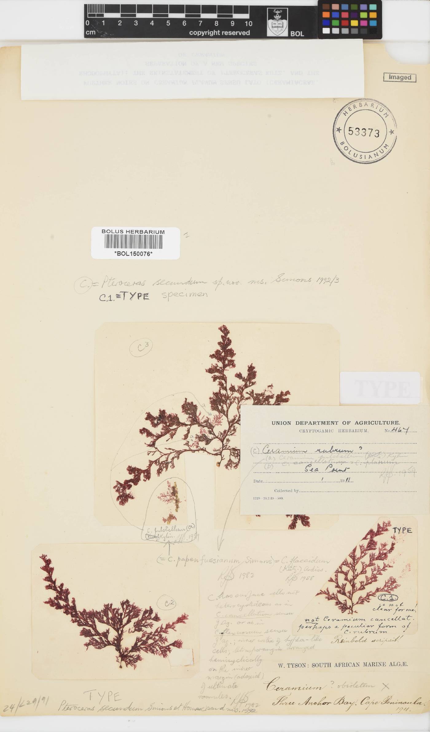 Pteroceras image