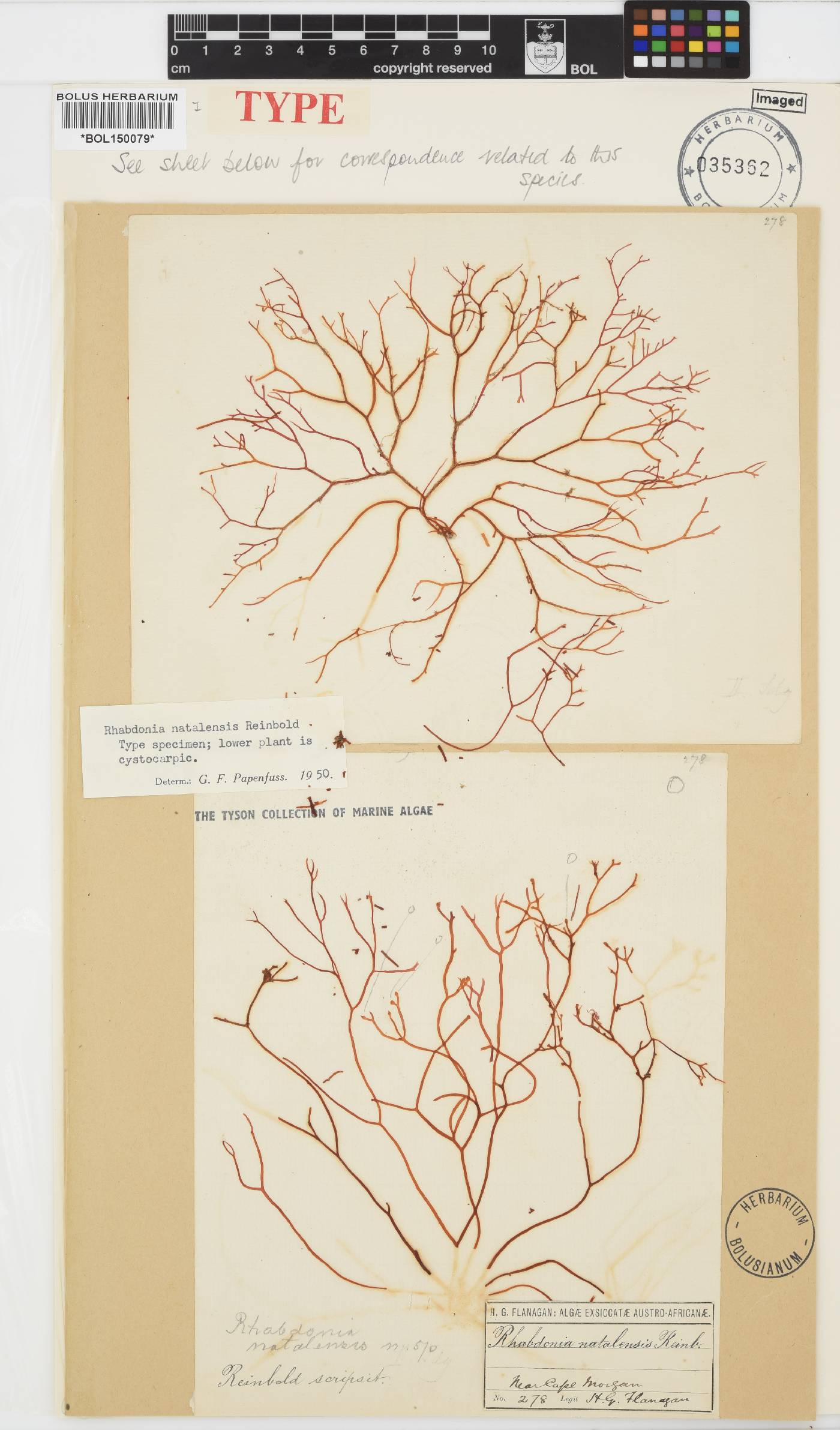 Areschougiaceae image