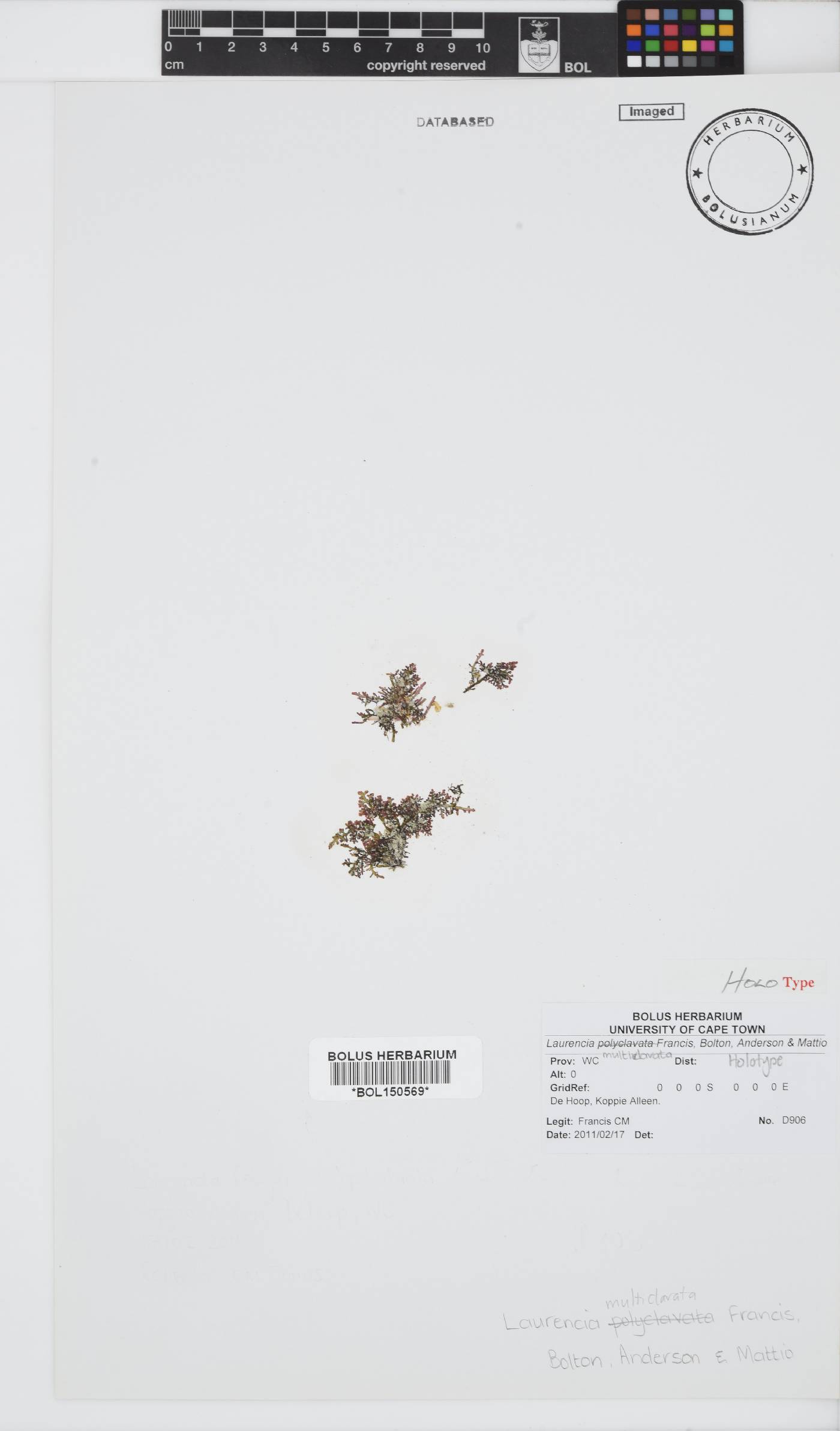 Laurencia multiclavata image