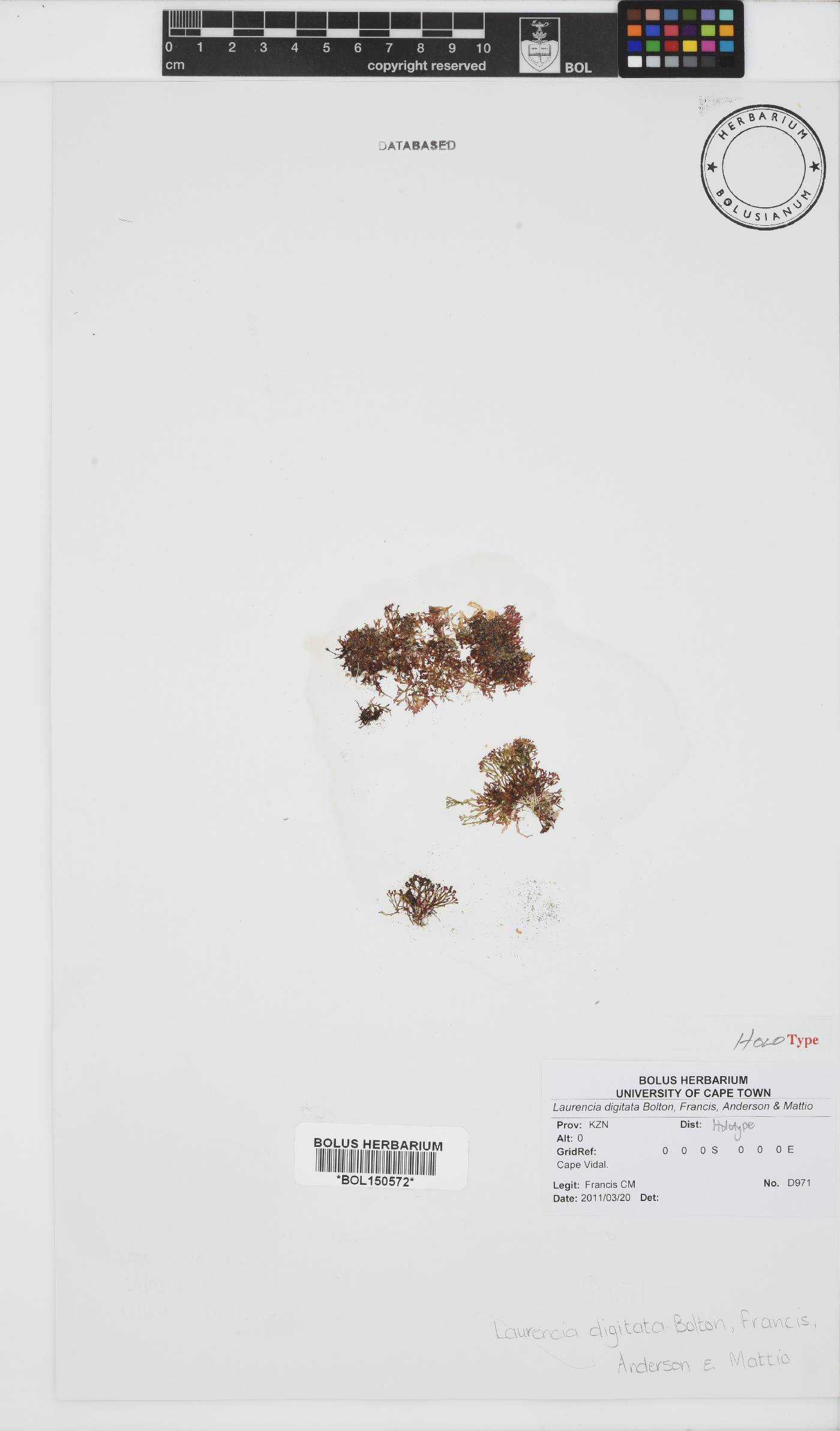 Laurencia digitata image