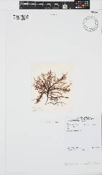 Phyllymenia capensis image