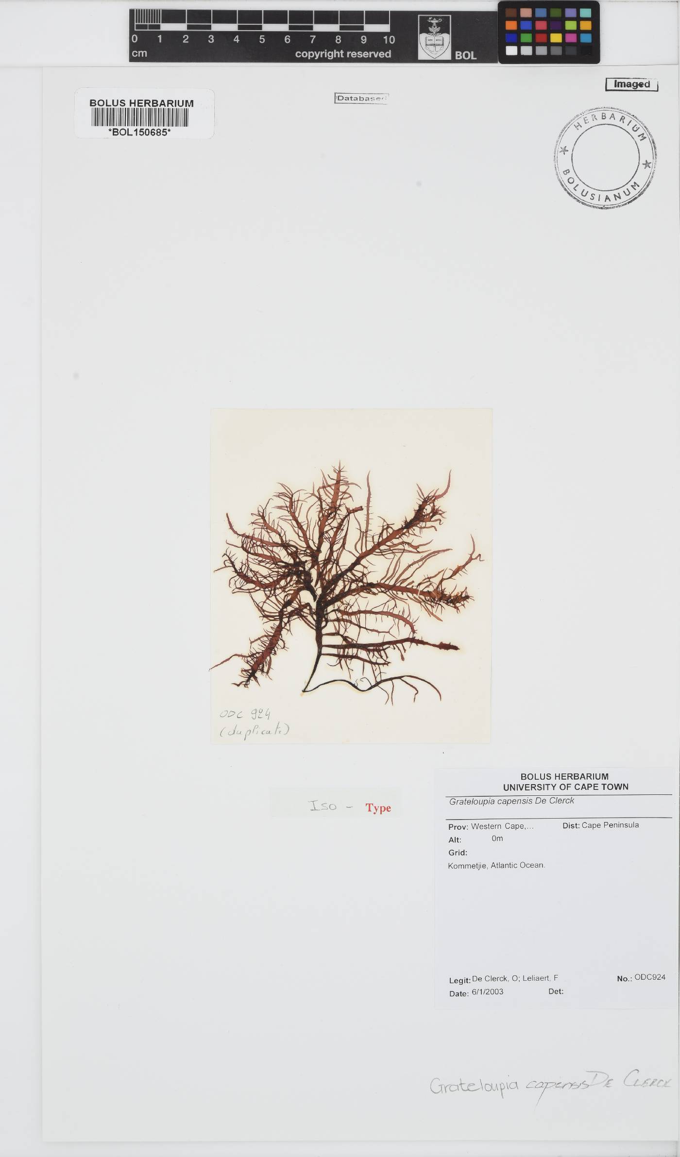 Phyllymenia capensis image