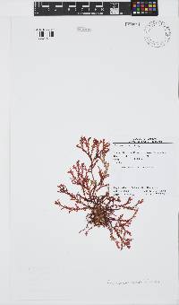 Plocamium suhrii image