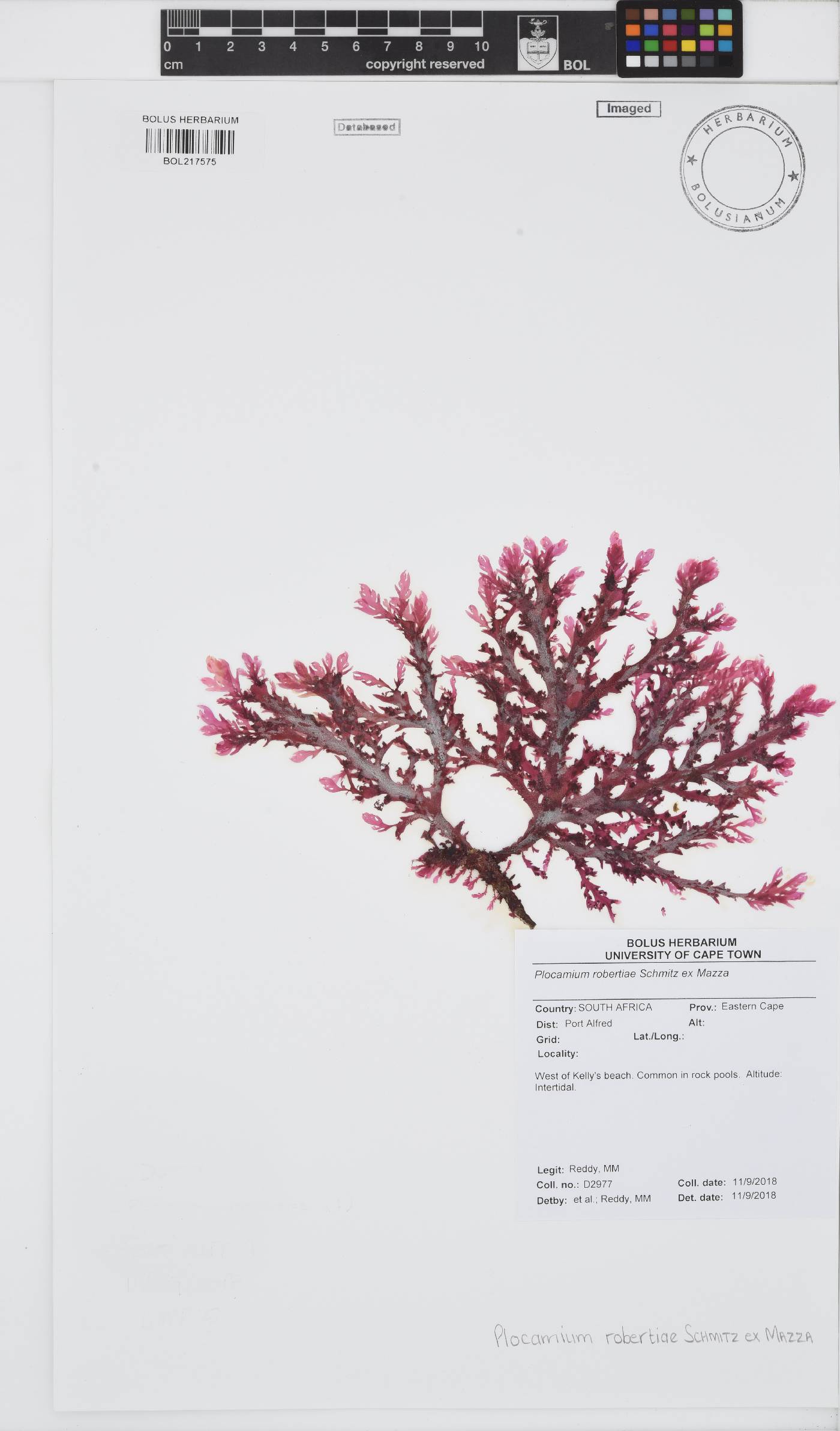 Plocamium robertiae image