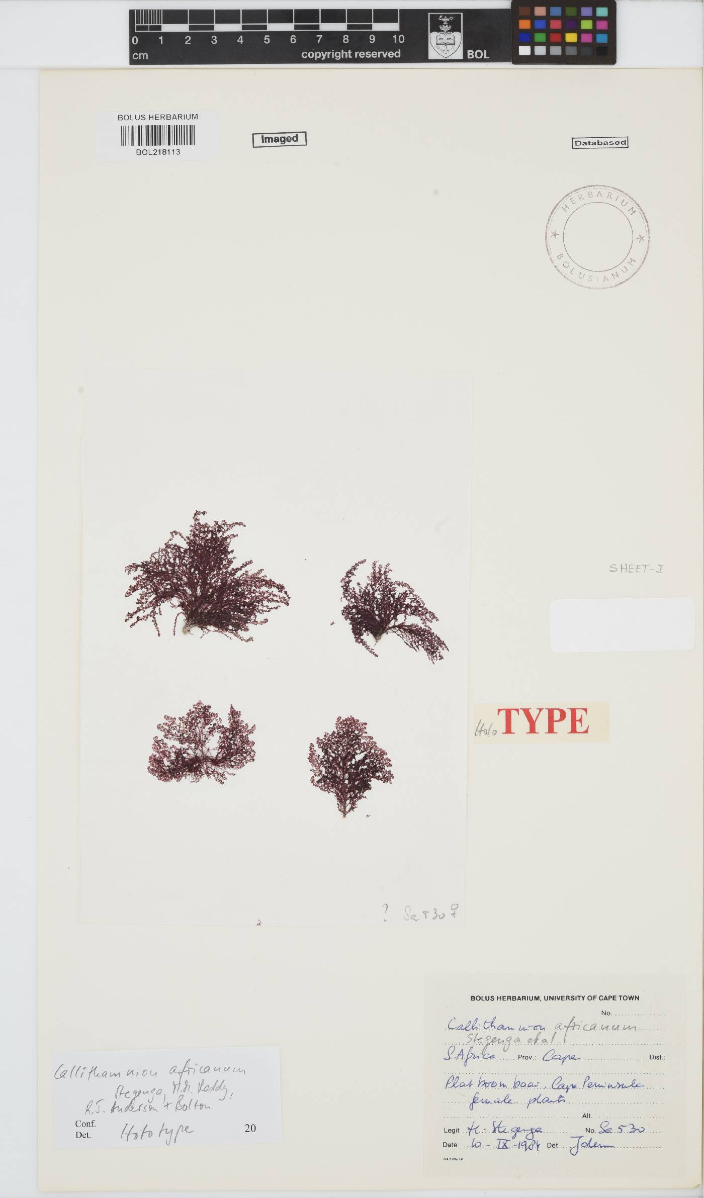 Callithamnion africanum image