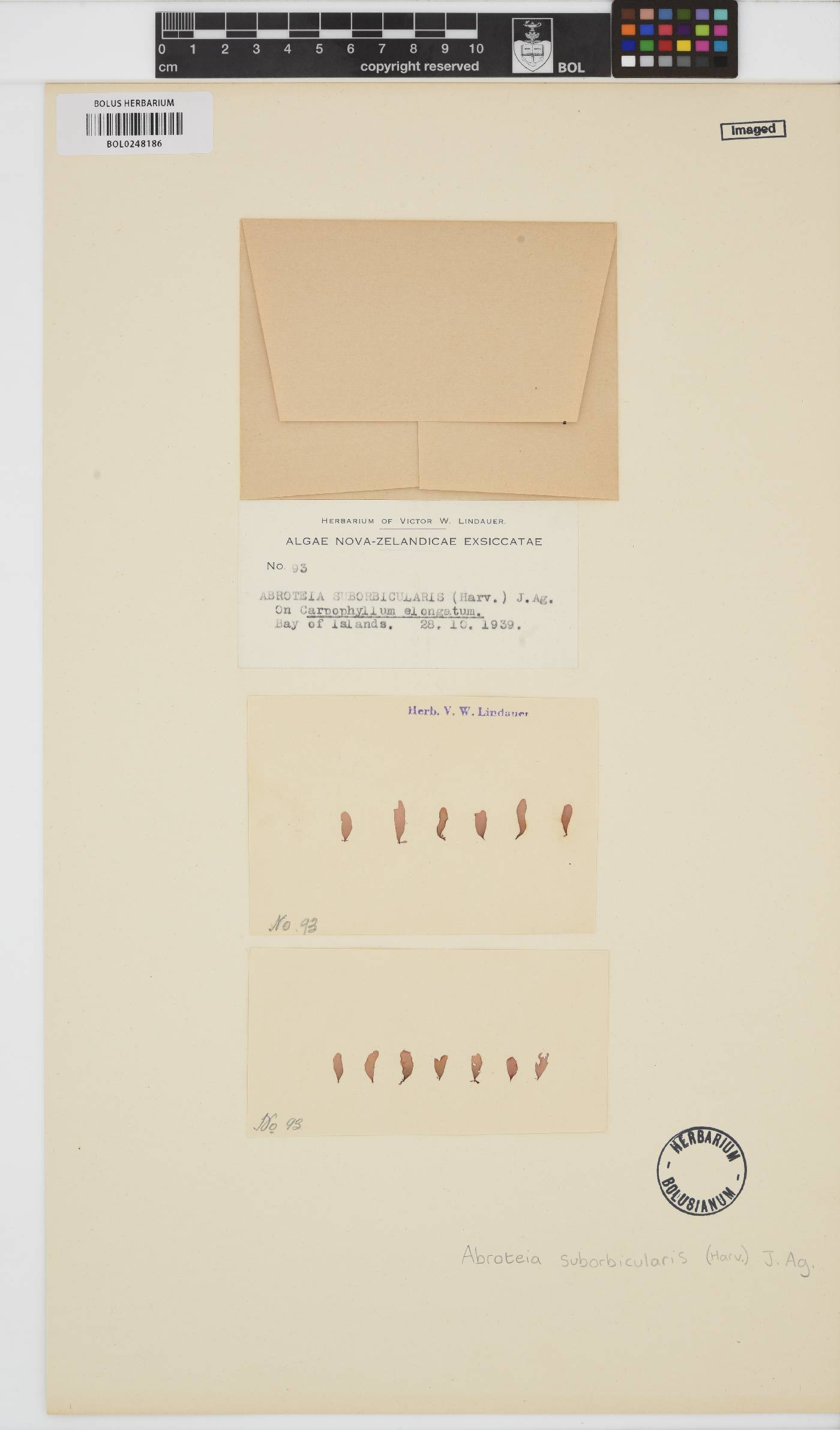 Abroteia suborbicularis image