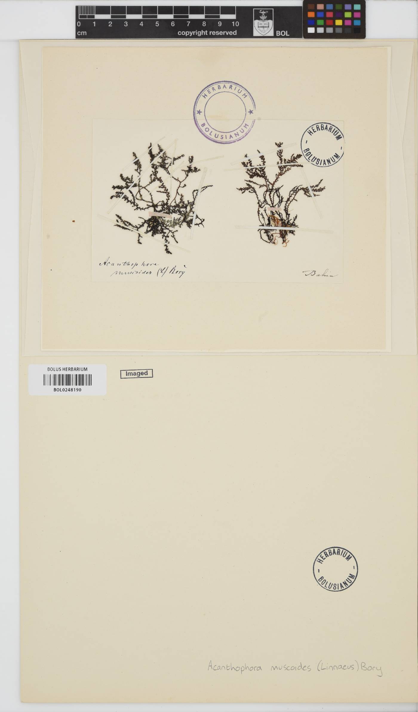 Acanthophora muscoides image
