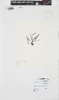 Image of Acanthophora spicifera