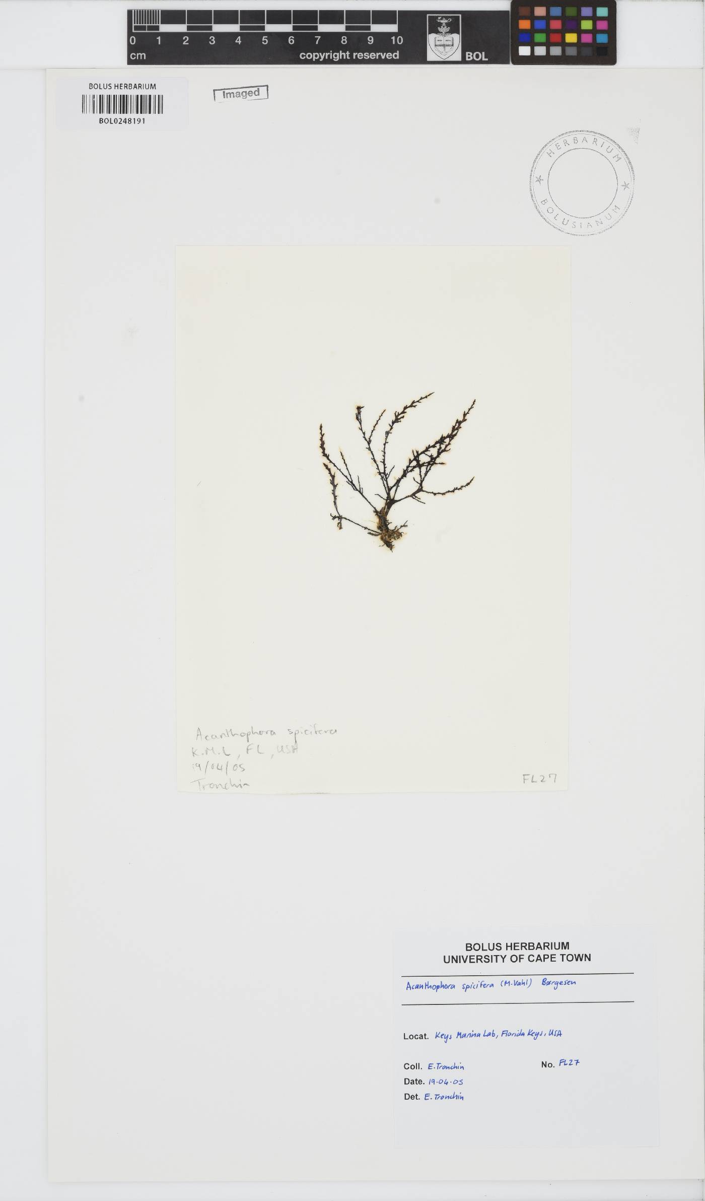 Acanthophora spicifera image