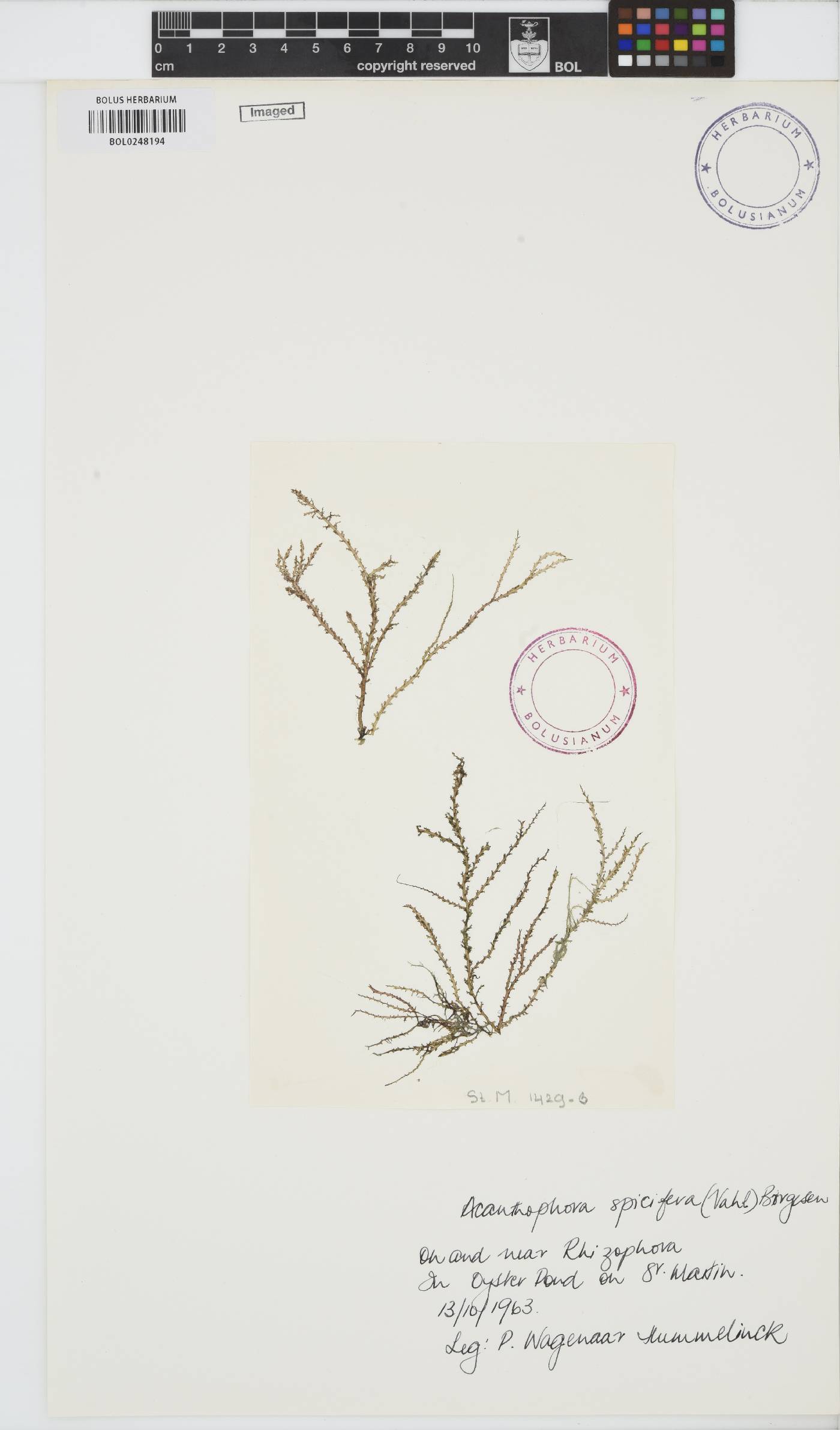 Acanthophora image