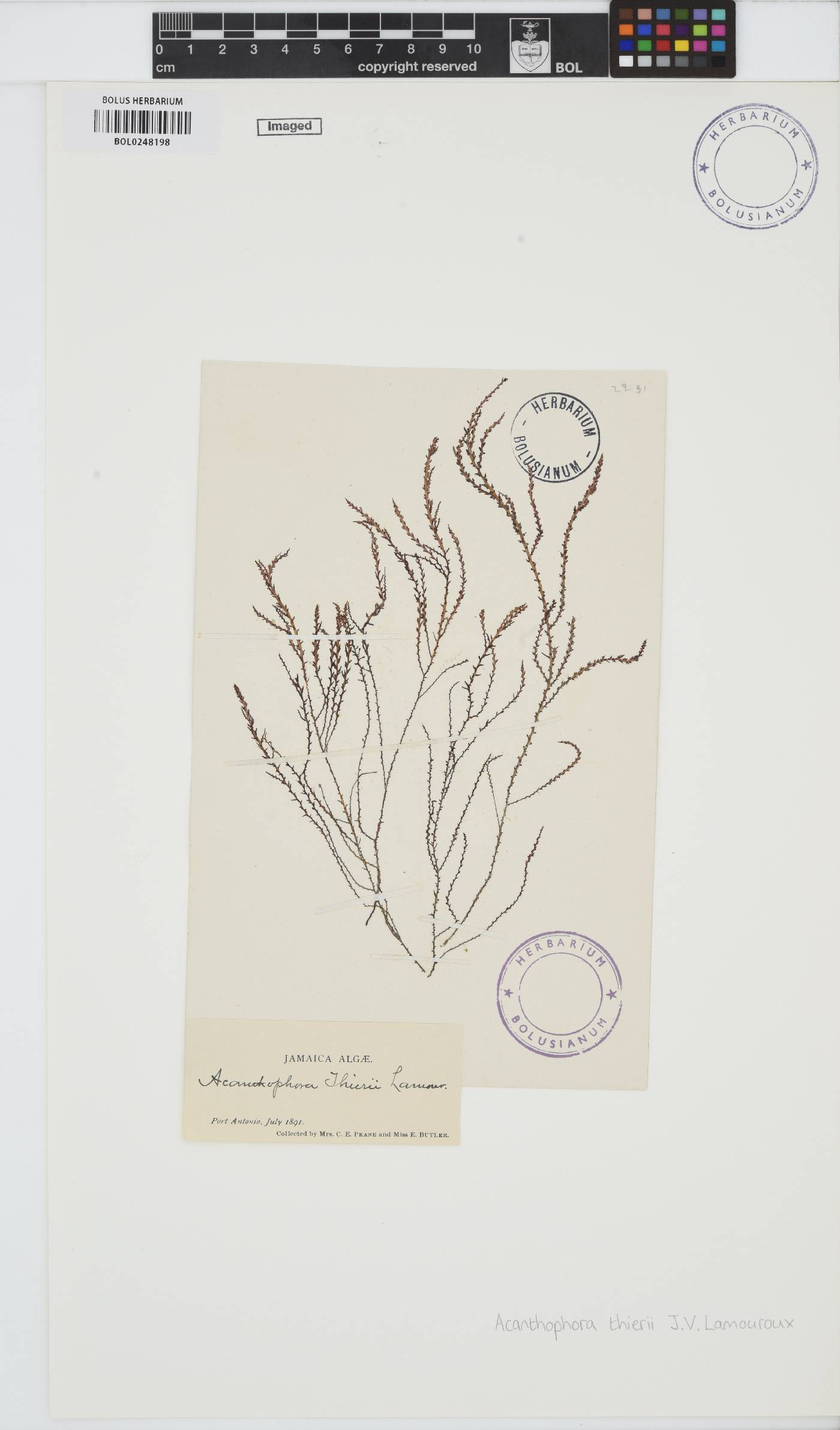 Acanthophora spicifera image