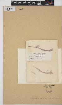 Image of Colaconema amphiroae