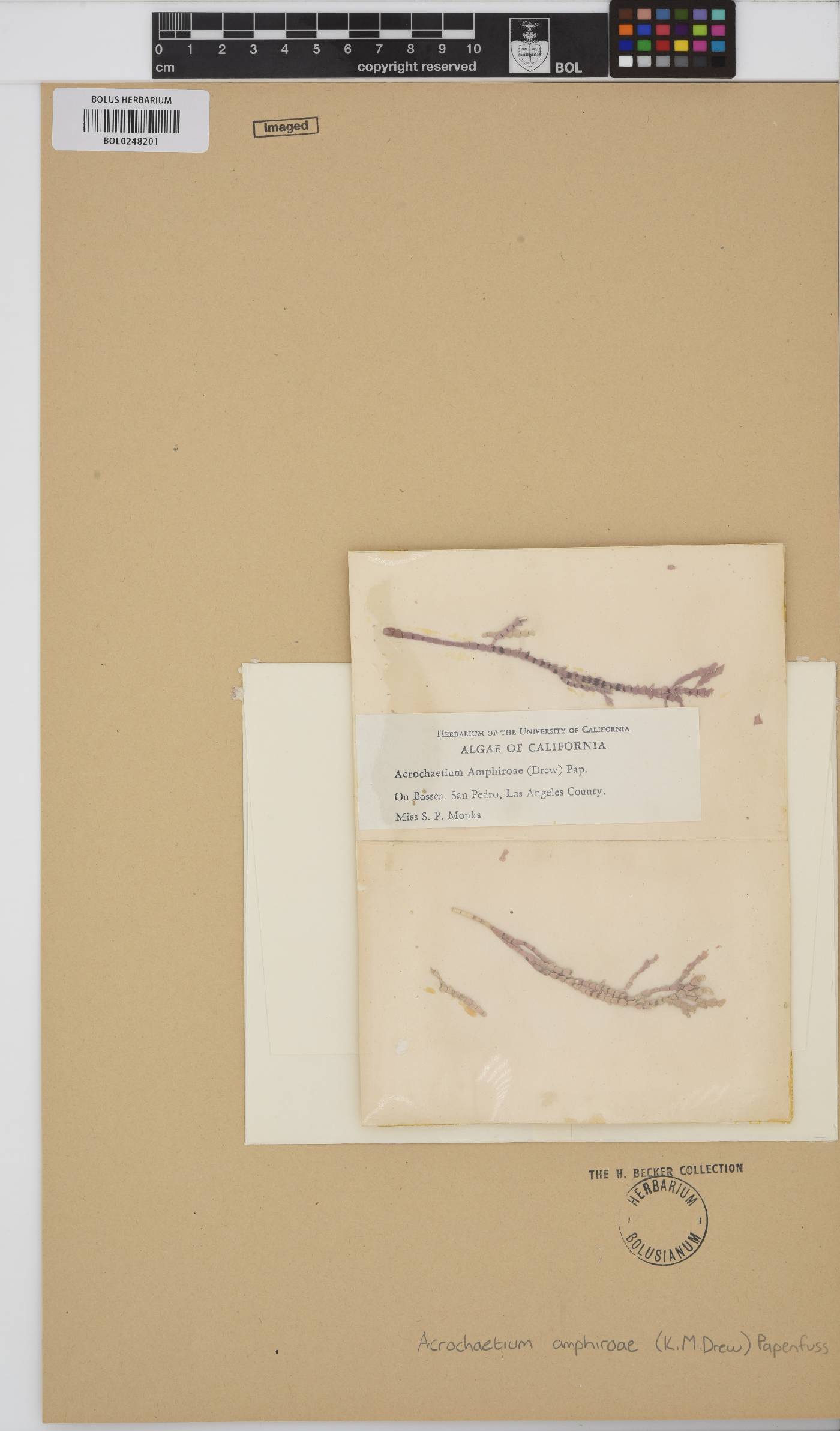 Colaconema amphiroae image