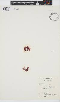 Acrosorium acrospermum image