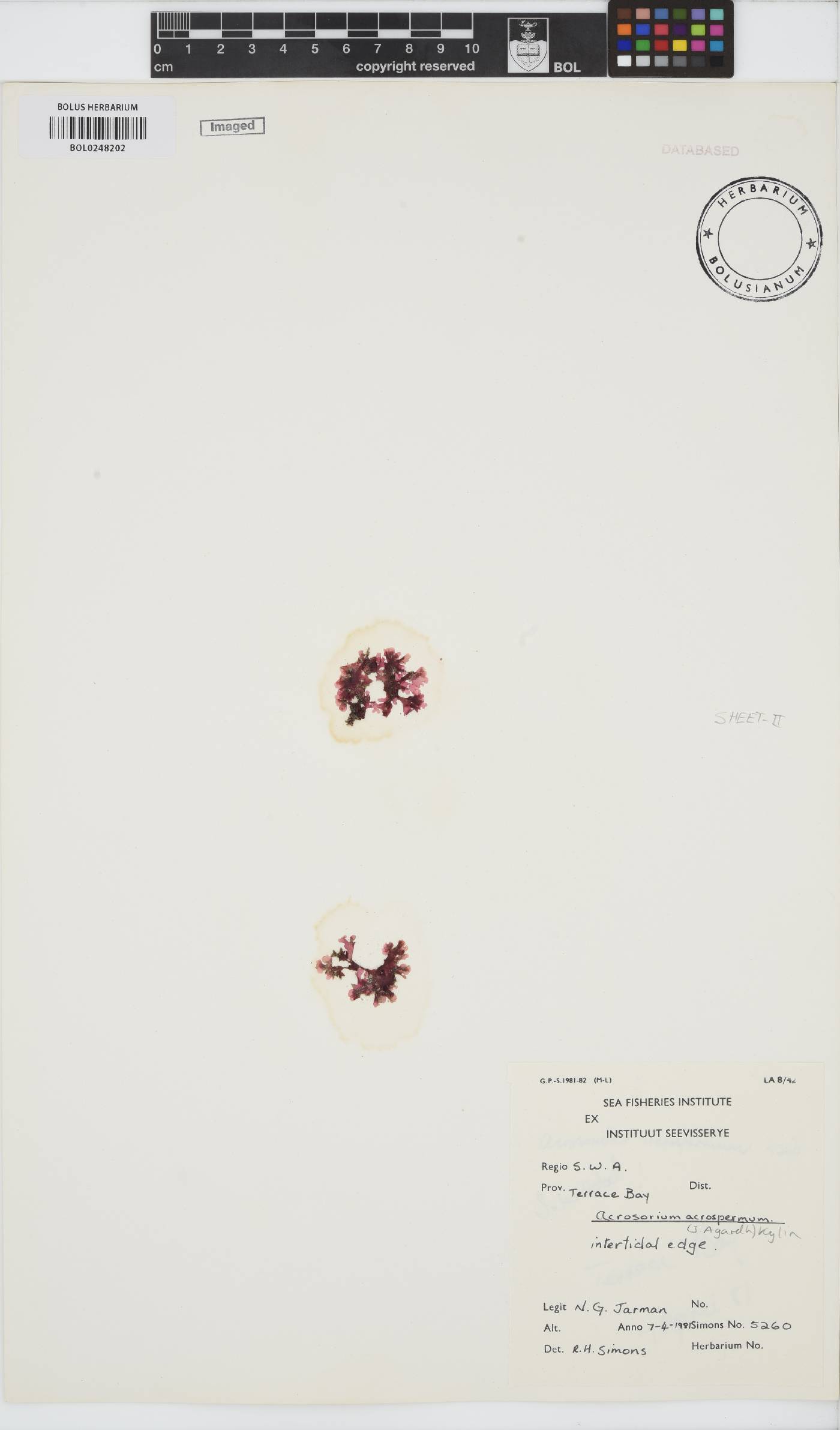 Acrosorium acrospermum image