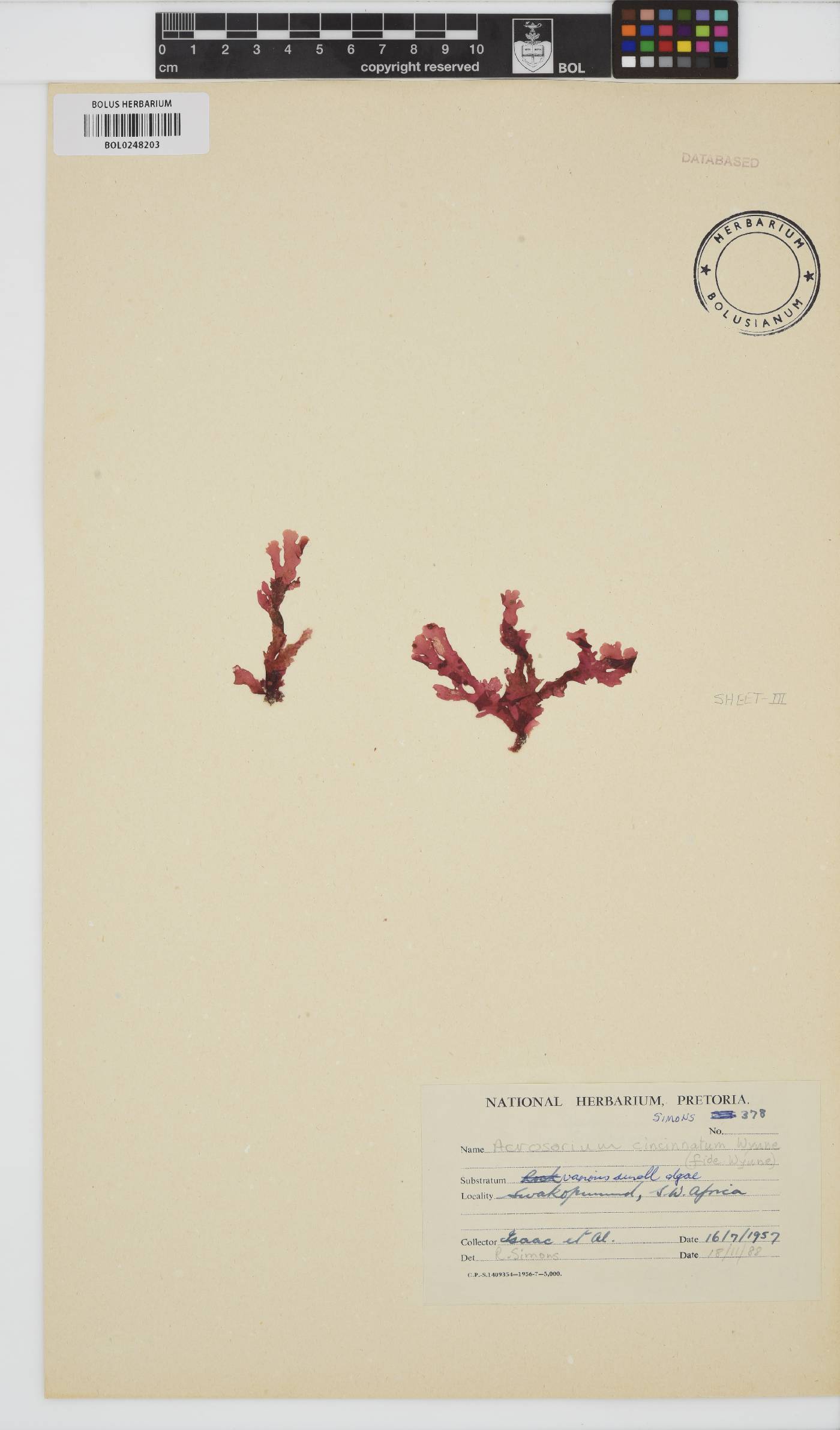 Acrosorium cincinnatum image