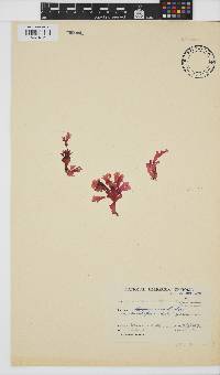 Acrosorium cincinnatum image