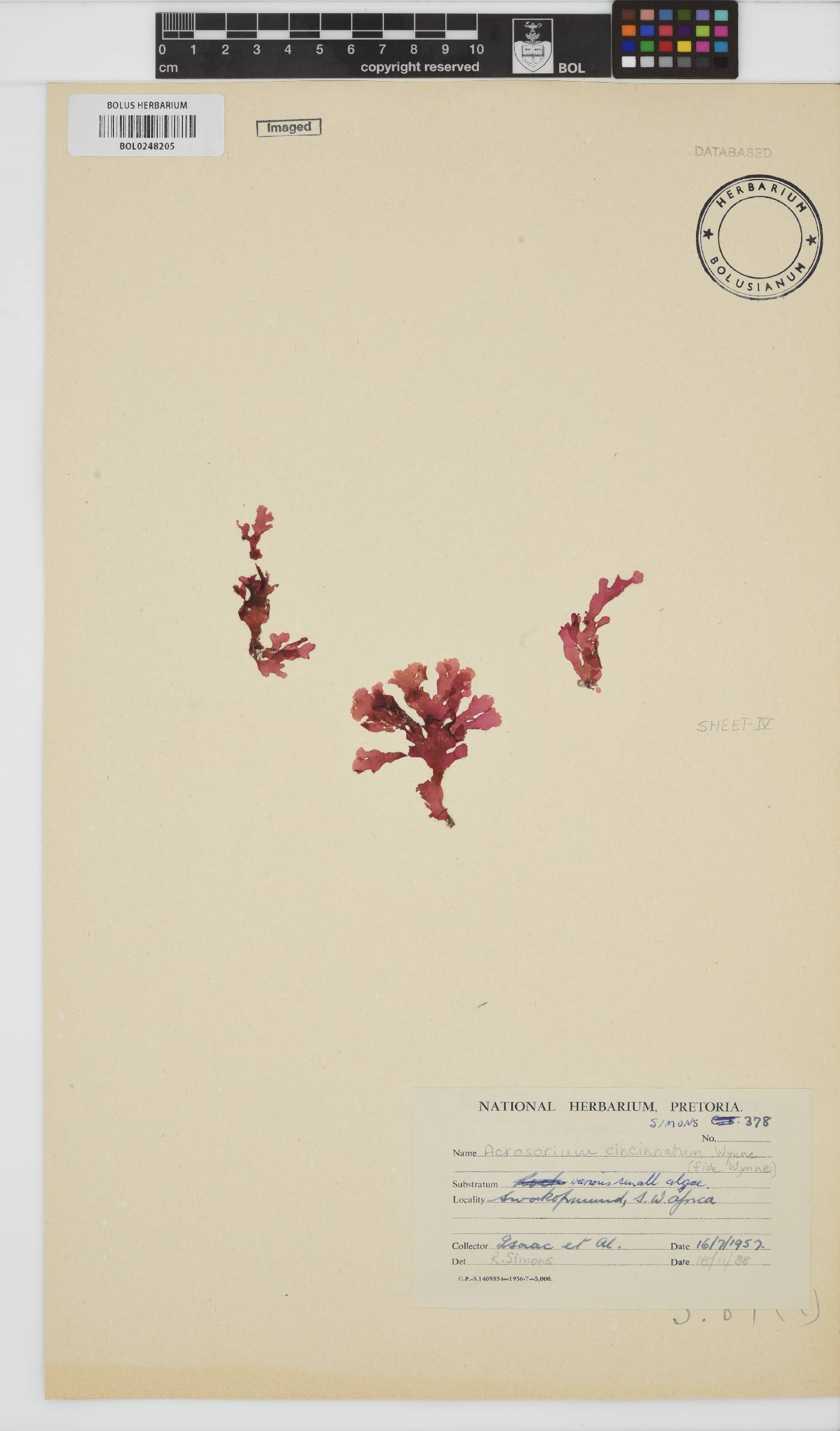Acrosorium cincinnatum image