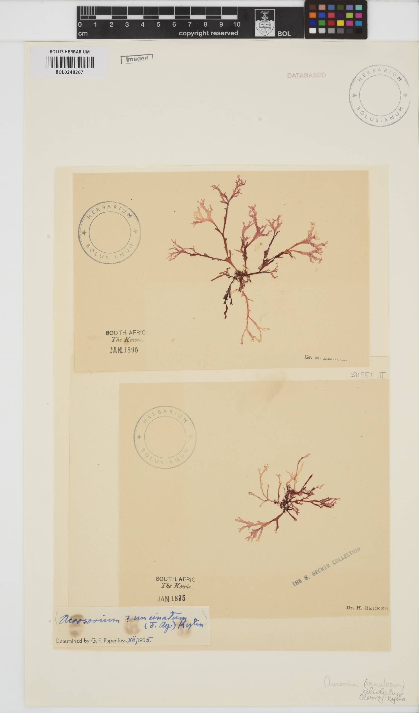 Acrosorium ciliolatum image