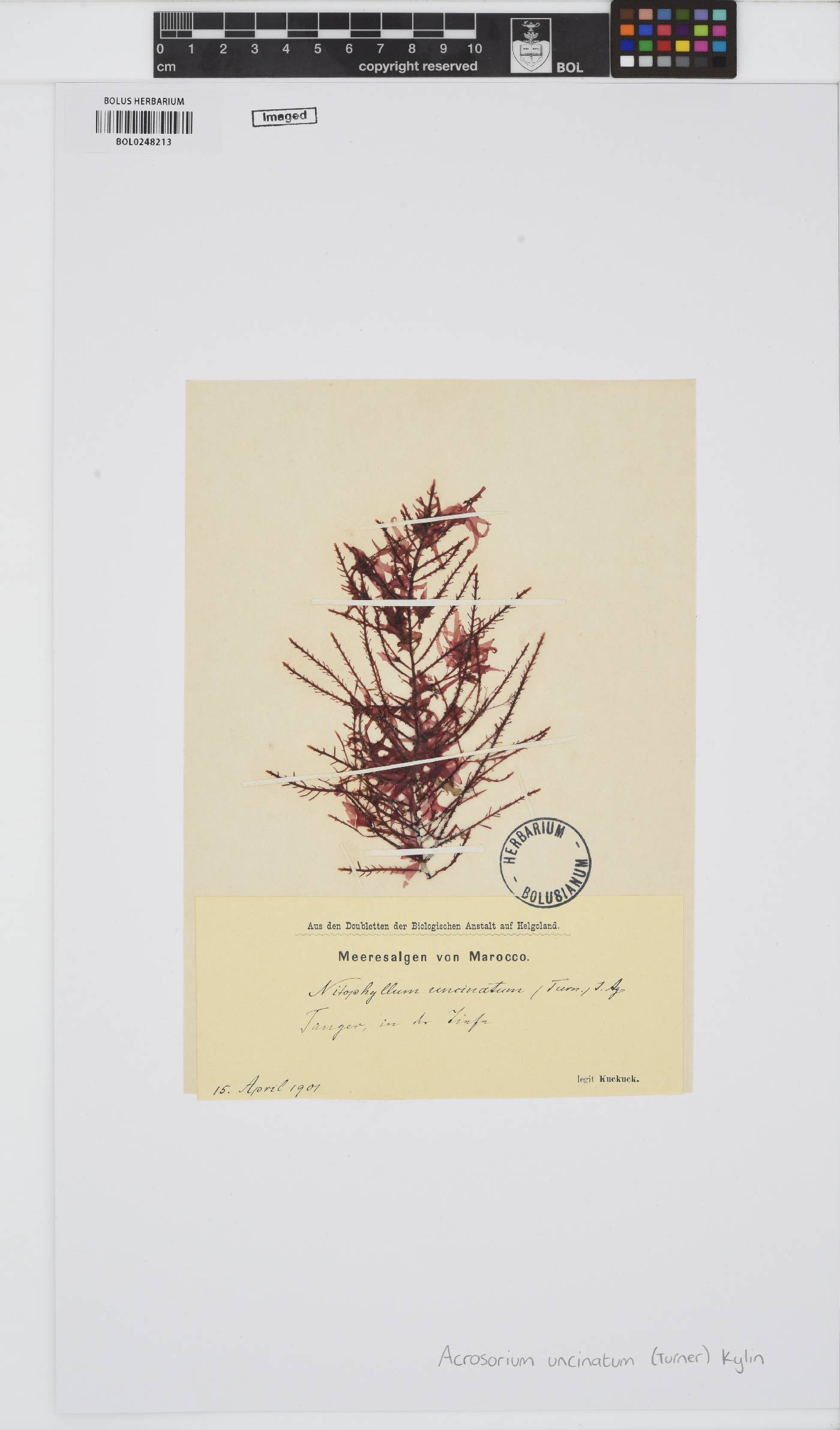 Cryptopleura ramosa image