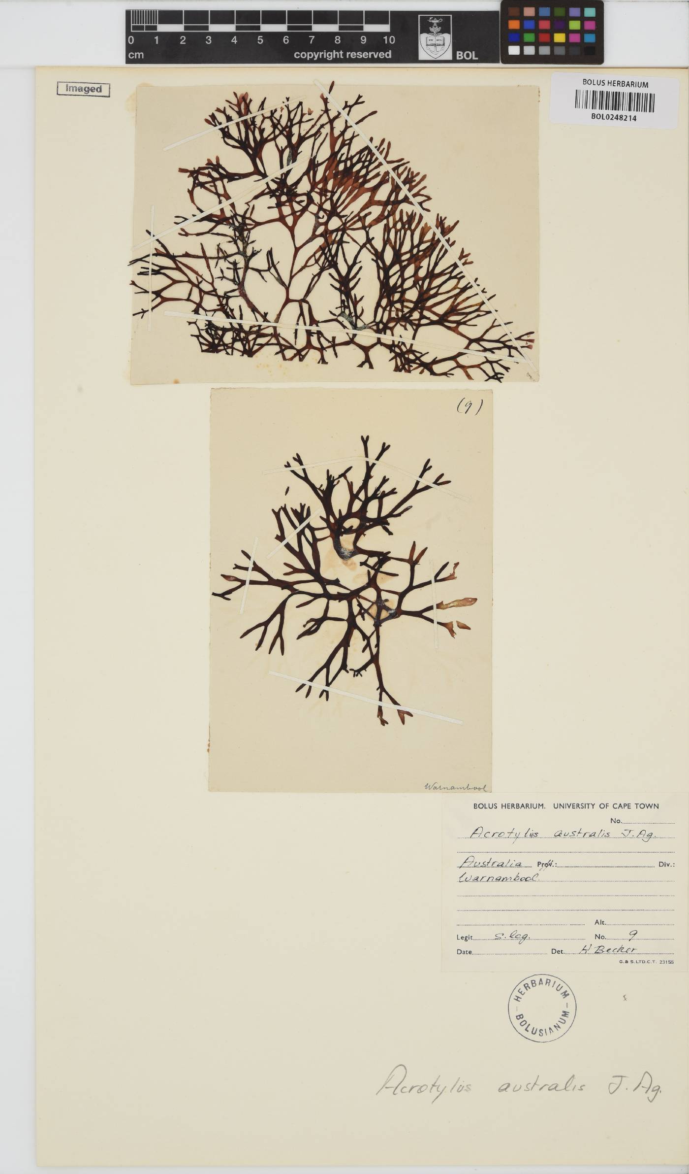 Acrotylus australis image