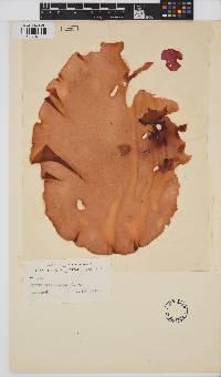 Image of Aeodes nitidissima