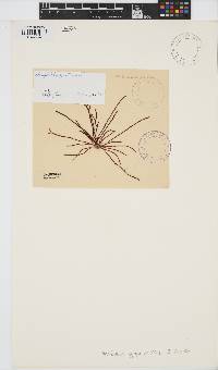 Image of Ahnfeltiopsis gigartinoides
