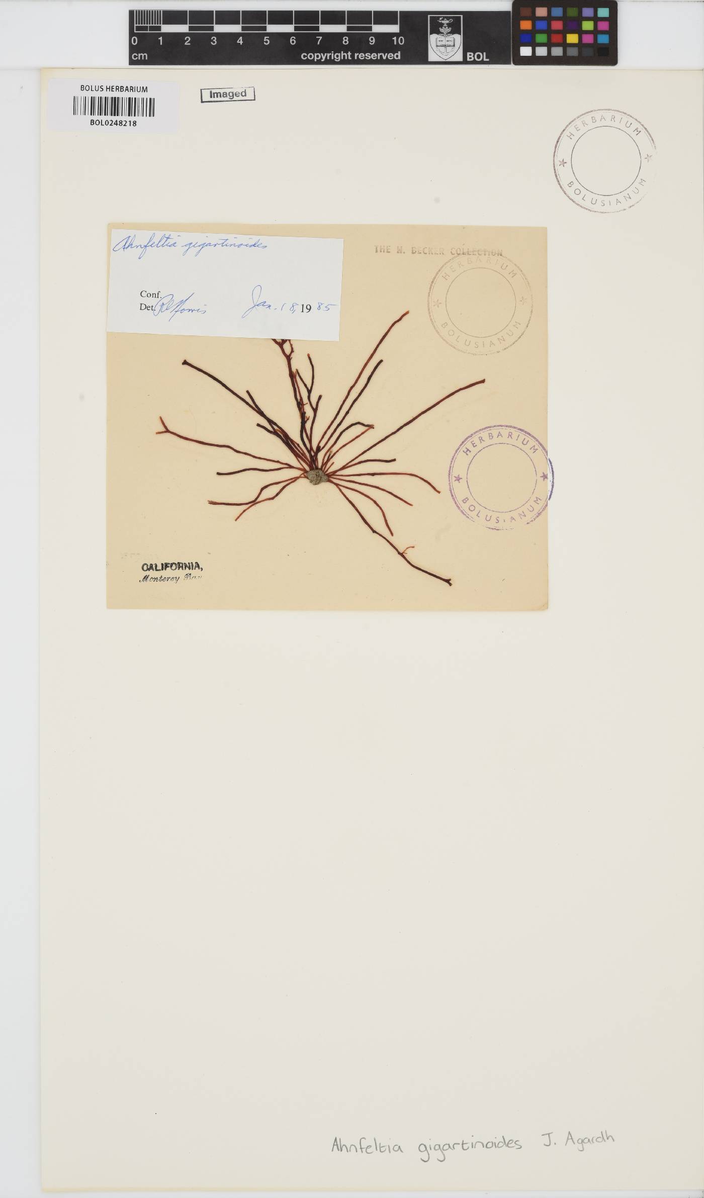 Ahnfeltiopsis gigartinoides image