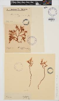 Ahnfeltiopsis gigartinoides image