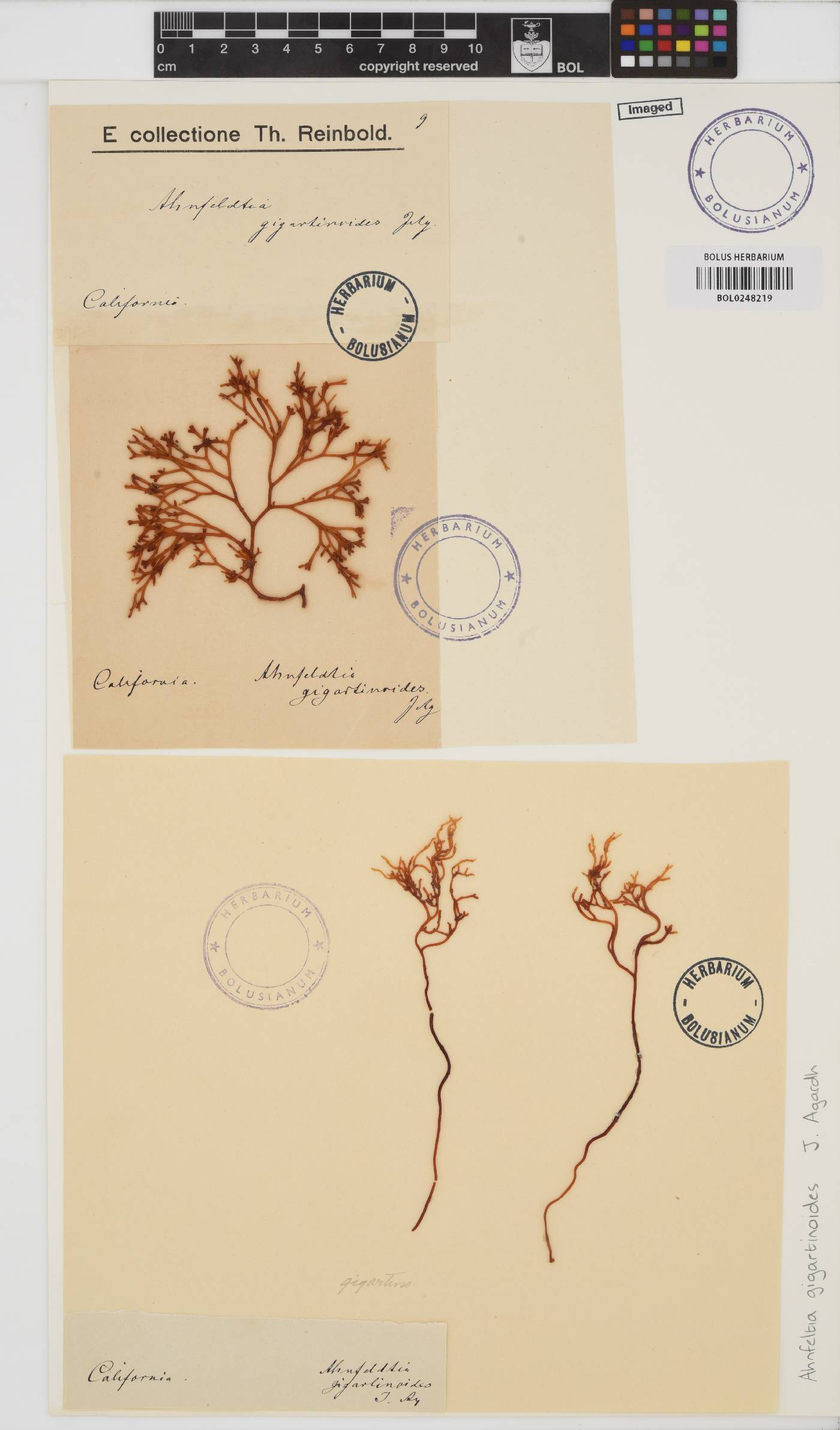 Ahnfeltiopsis gigartinoides image