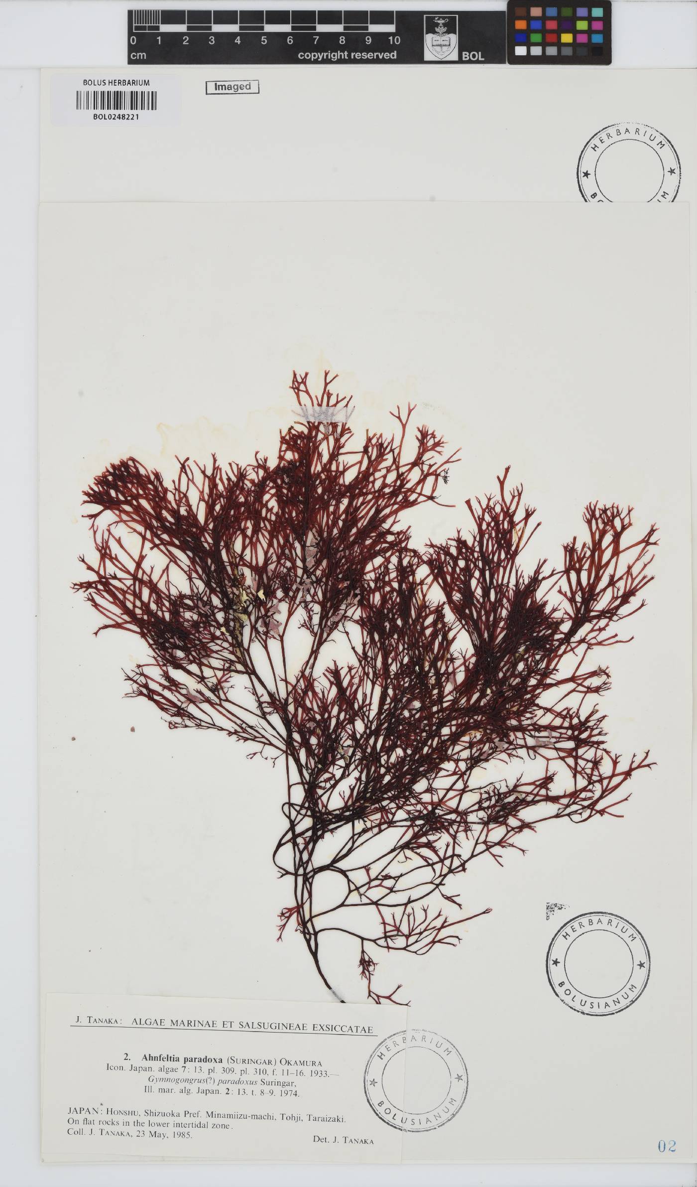 Besa paradoxa image