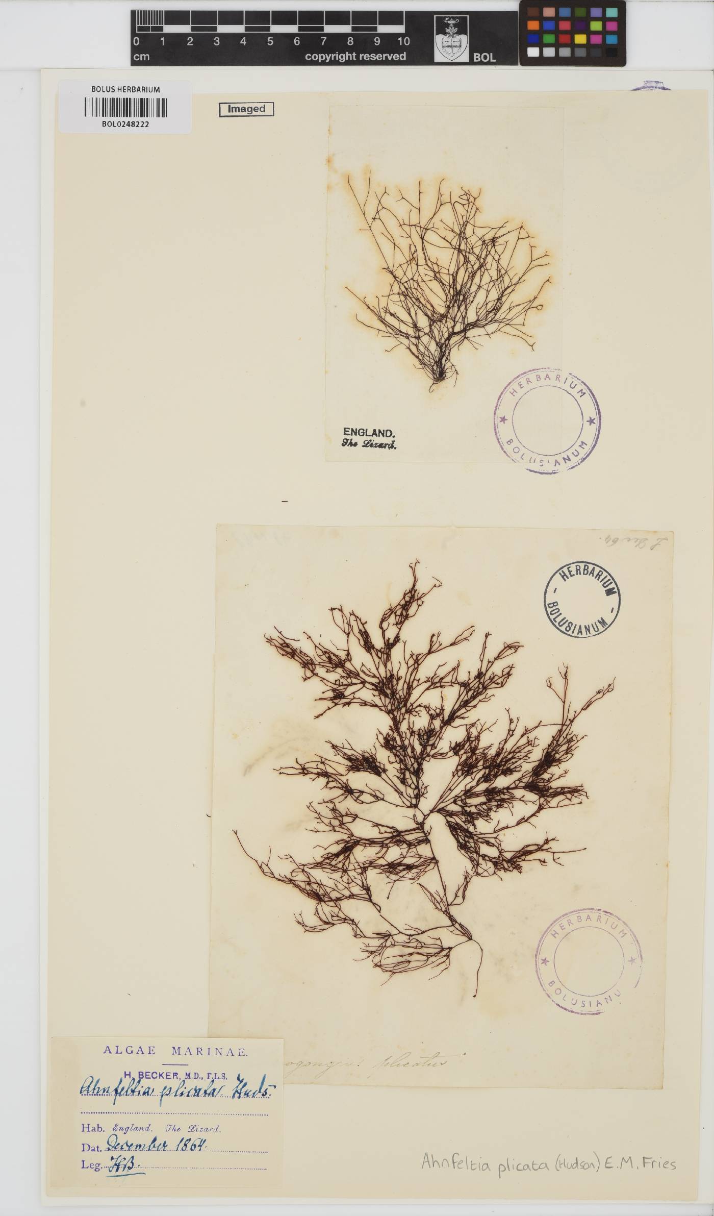 Ahnfeltia plicata image