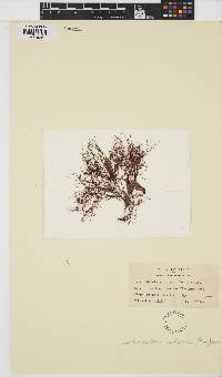 Ahnfeltia plicata image
