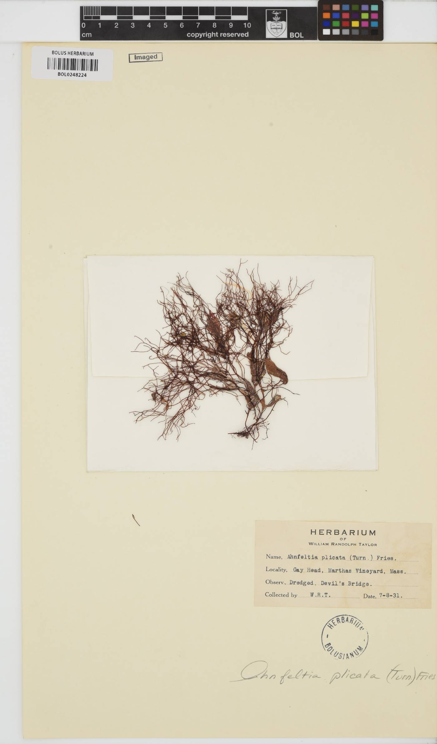 Ahnfeltia plicata image