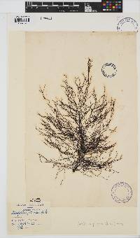 Ahnfeltia plicata image