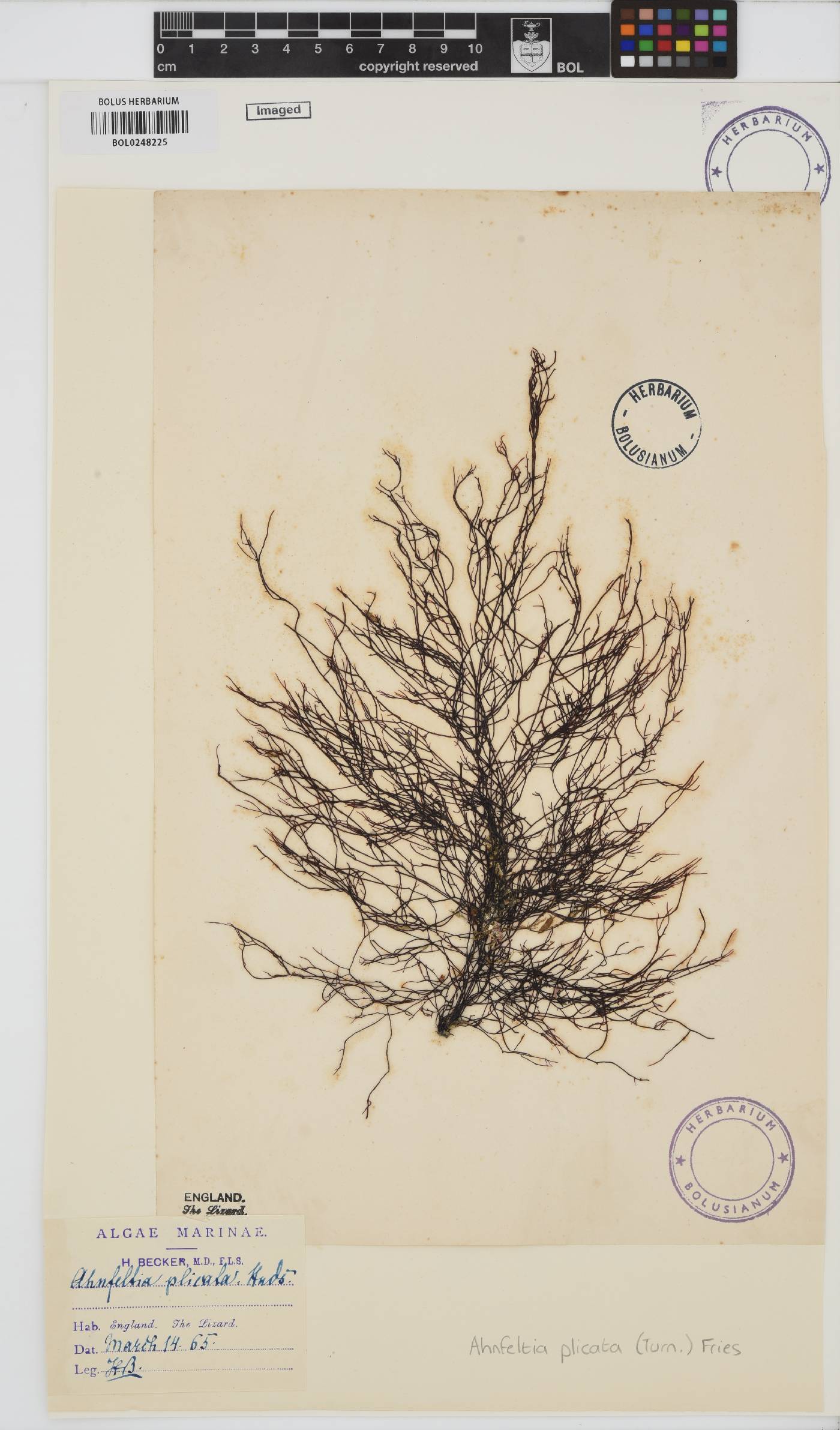 Ahnfeltia plicata image